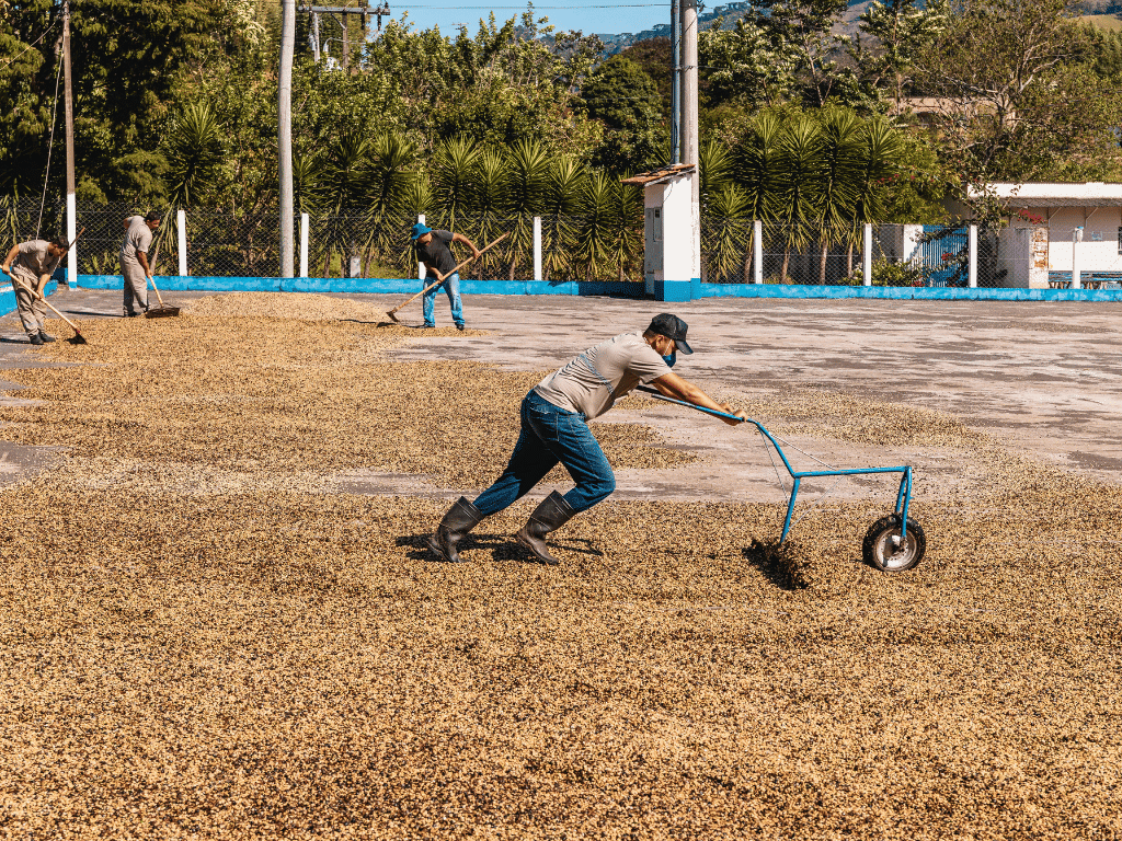 CarmoCoffee Beneficio Pedra Branca