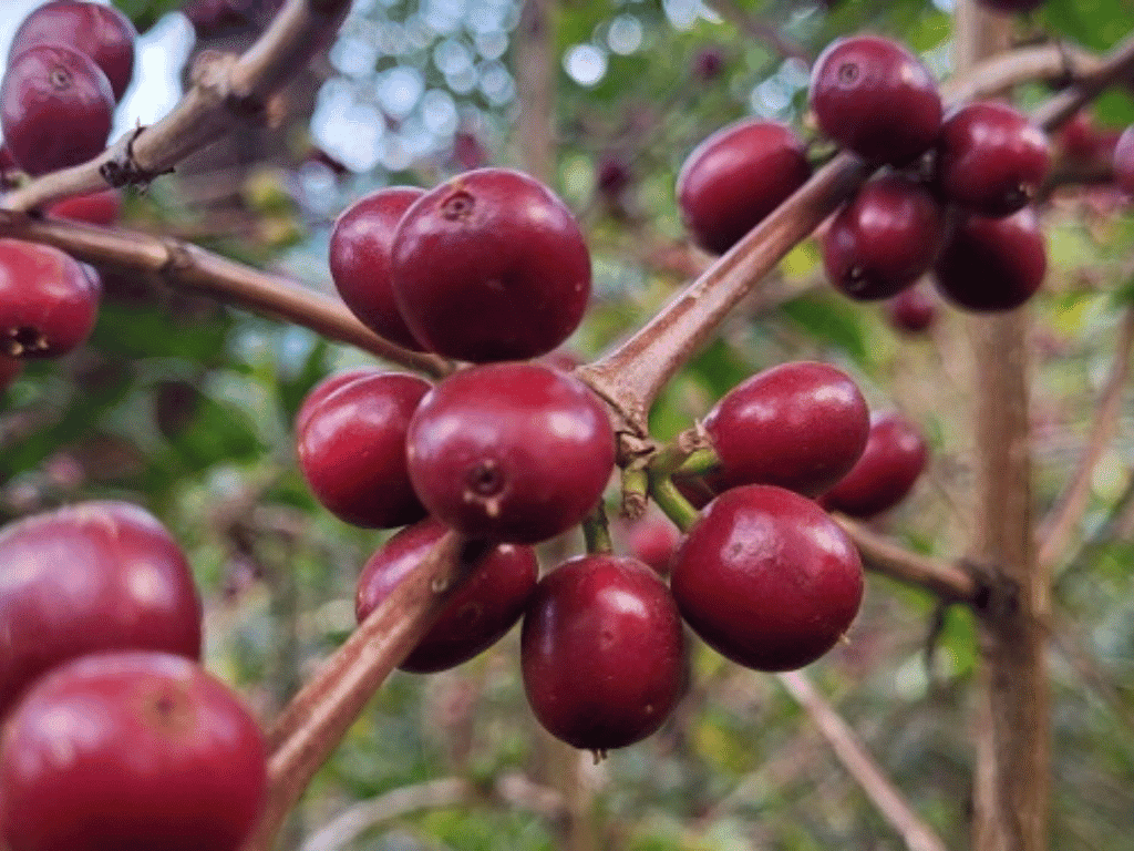 Coffee Cherry - Ethiopia
