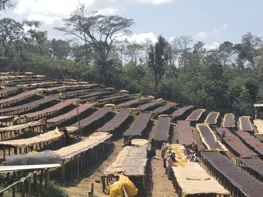 Sundrying coffee on raised beds in Ethiopia