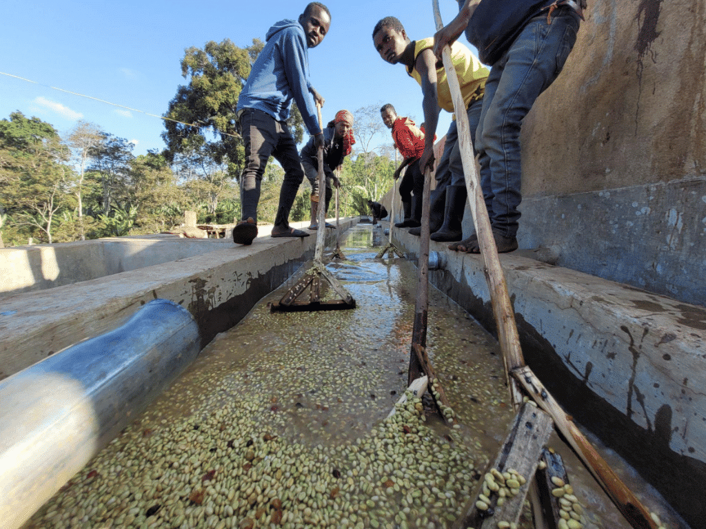 Washing green coffee - Ethiopia