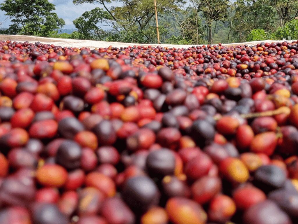 Natural Coffee Processing