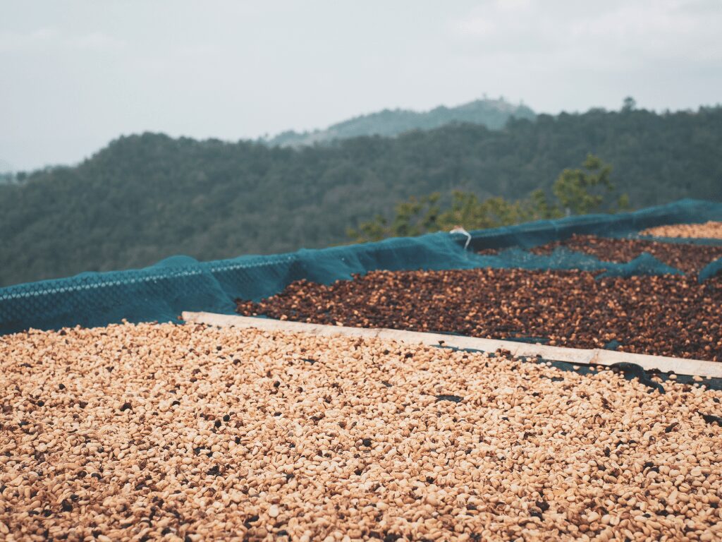 The Basics of Coffee Processing Explained