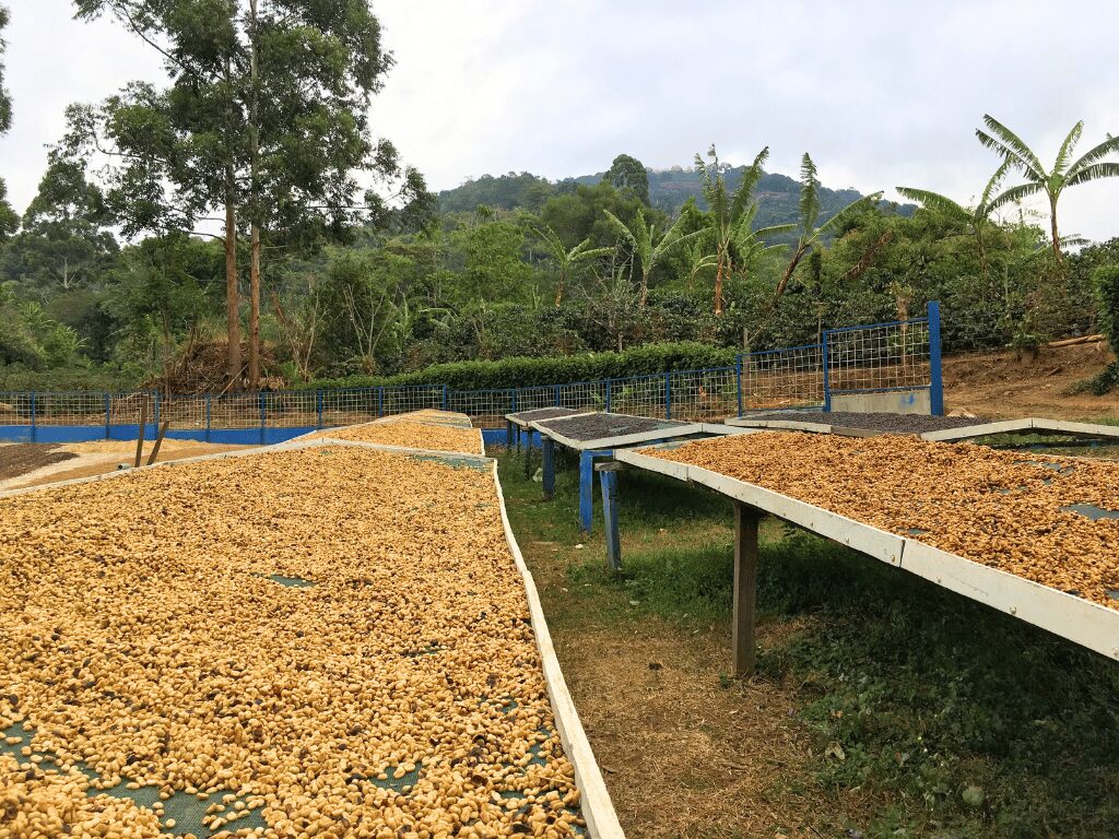 Washed Coffee Processing