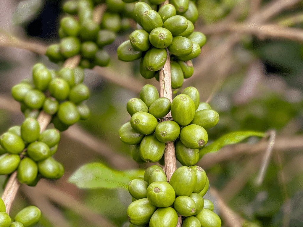 coffee production at orang utan coffee