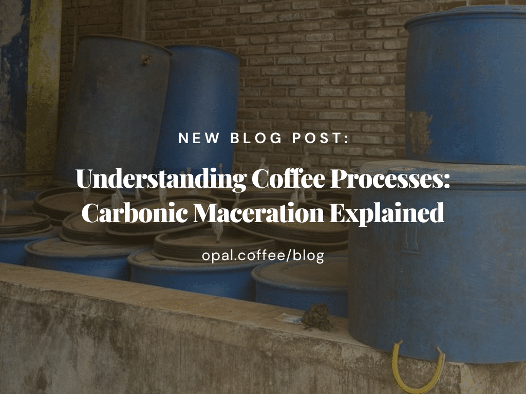 Understanding Coffee Processes Carbonic Maceration Explained