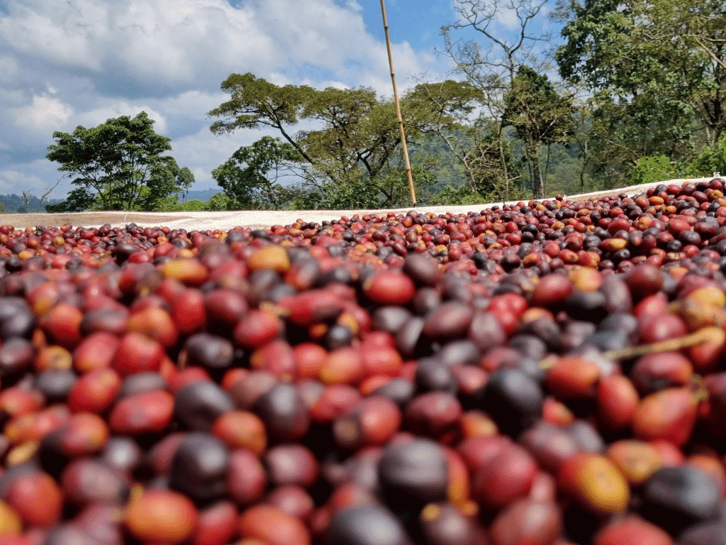 Gedeb, Ethiopia. Renowned high-altitude coffee-producing area located south of Yirgacheffe
