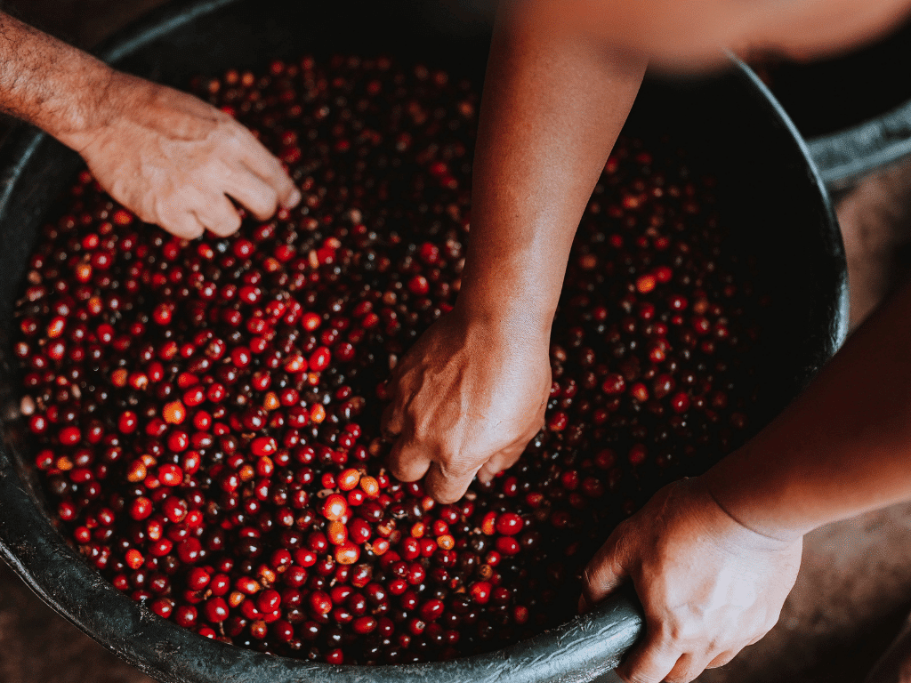 Indonesia Catur Coffee