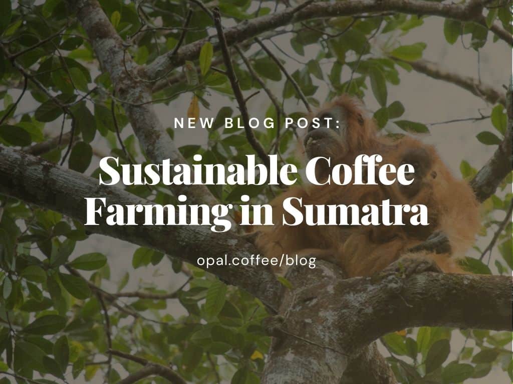 Sustainable-Coffee-Farming-in-Sumatra